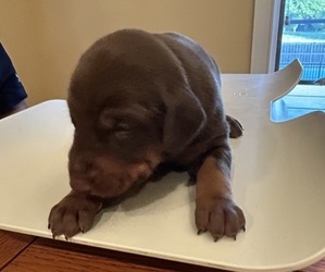 Doberman Pinscher Puppy for sale in PECK, KS, USA