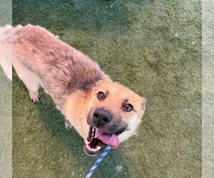 Labrador Retriever-Unknown Mix Dogs for adoption in garner, NC, USA