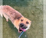 Small Labrador Retriever Mix