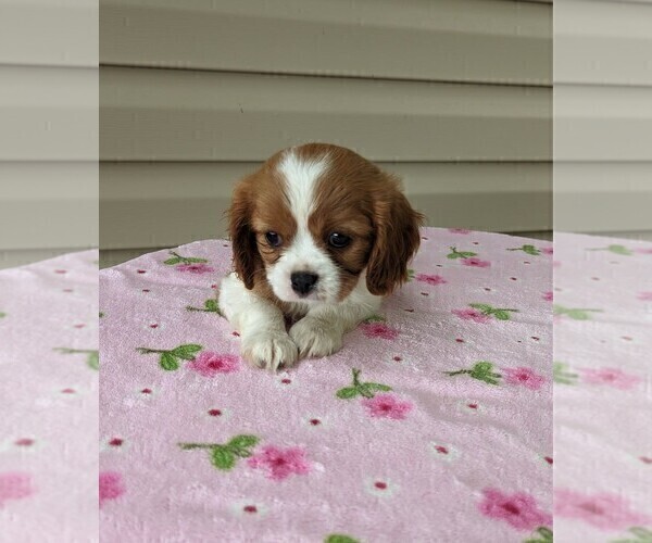 Medium Photo #6 Cavalier King Charles Spaniel Puppy For Sale in DUNNVILLE, KY, USA