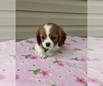 Small Photo #6 Cavalier King Charles Spaniel Puppy For Sale in DUNNVILLE, KY, USA