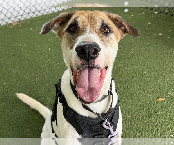 Medium Photo #2 American Foxhound-Unknown Mix Puppy For Sale in Tavares, FL, USA