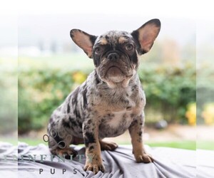 French Bulldog Puppy for sale in REBERSBURG, PA, USA