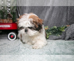 Small Photo #9 Shih Tzu Puppy For Sale in CLARE, MI, USA