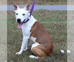 Small #1 Mutt