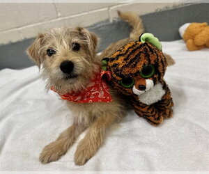 Mutt Dogs for adoption in Moreno Valley, CA, USA