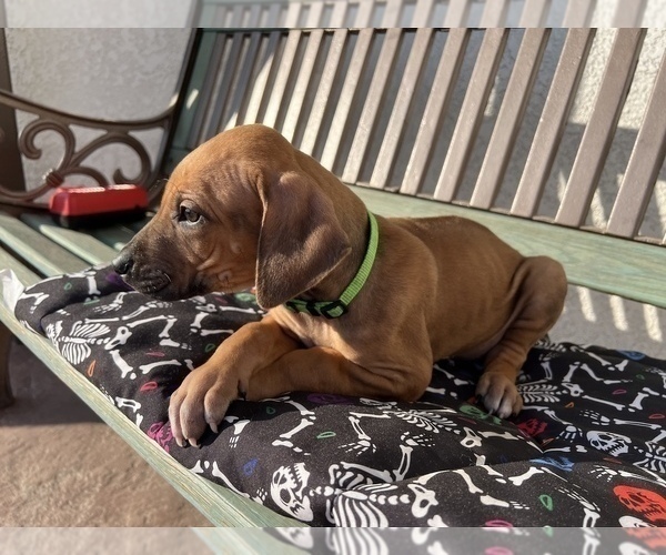Medium Photo #8 Rhodesian Ridgeback Puppy For Sale in CLOVIS, CA, USA