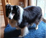 Small #1 Mutt