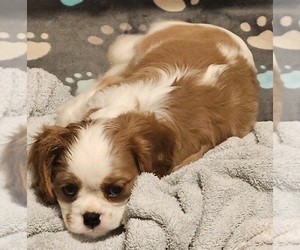 Cavalier King Charles Spaniel Puppy for Sale in DELAND, Florida USA