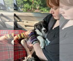 Small #3 American Staffordshire Terrier-Siberian Husky Mix