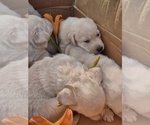 Small Photo #14 Labrador Retriever Puppy For Sale in BURLINGTON, CO, USA
