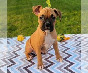 Boxer Puppy for sale in ARTHUR, IL, USA