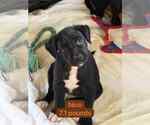 Small #2 Labrador Retriever Mix