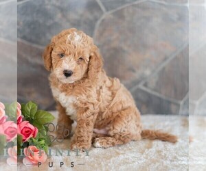 Poodle (Miniature) Puppy for sale in MILL HALL, PA, USA