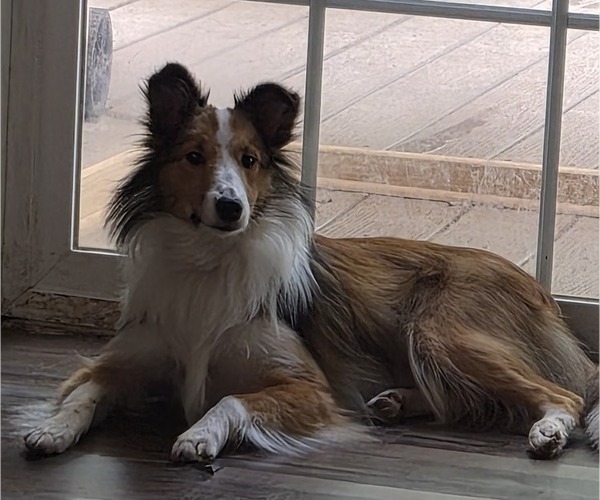 Medium Photo #1 Shetland Sheepdog Puppy For Sale in GEORGETOWN, KY, USA