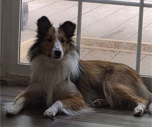 Mother of the Shetland Sheepdog puppies born on 05/19/2026