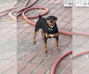 Father of the Carlin Pinscher puppies born on 03/30/2025