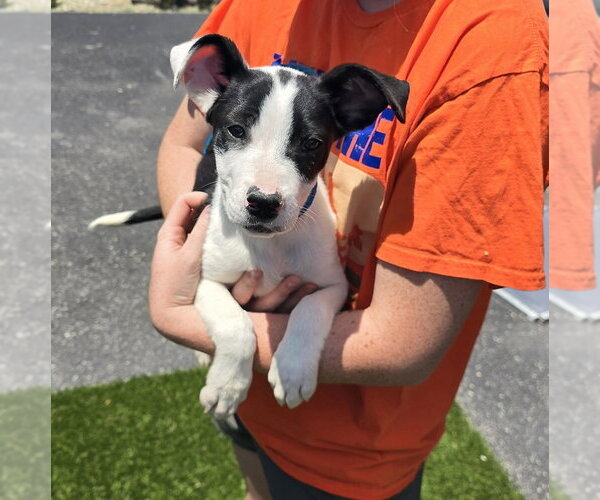 Medium Photo #1 Mutt Puppy For Sale in Evansville, IN, USA
