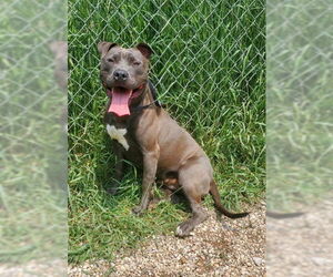 American Pit Bull Terrier Dogs for adoption in Lake City, MI, USA
