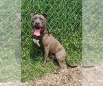 Small American Pit Bull Terrier