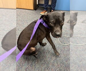 American Pit Bull Terrier Dogs for adoption in Pearland, TX, USA