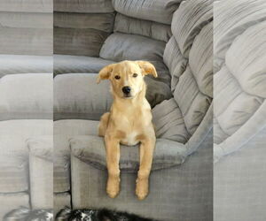 Australian Retriever Dogs for adoption in MECHANICSBURG, PA, USA