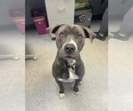 Small #5 Mutt