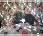 Small #7 Schnauzer (Miniature)