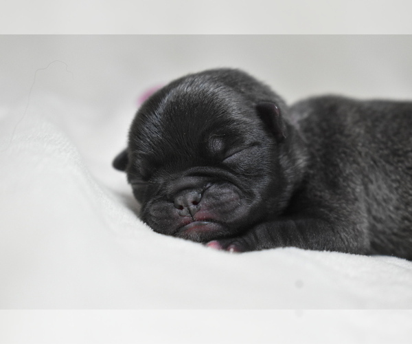 Medium Photo #2 Pug Puppy For Sale in PALM COAST, FL, USA