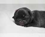 Small #1 Pug