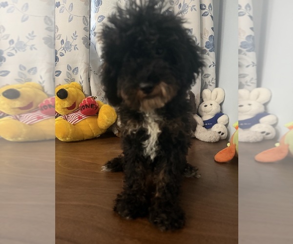 Medium Photo #32 Havapoo Puppy For Sale in DURHAM, CT, USA