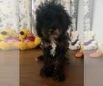 Havapoo puppies - Male Havapoo Puppy for Sale - Photo #32