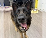 Small German Shepherd Dog