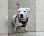 Small American Pit Bull Terrier Mix