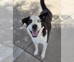 Small #6 Border Collie Mix