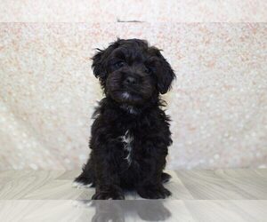 Shih-Poo Puppy for sale in MARIETTA, GA, USA