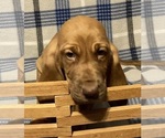 Small Photo #1 Bloodhound Puppy For Sale in FORT MORGAN, CO, USA