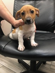 Jack Russell Terrier Puppy for sale in HEWLETT, NY, USA
