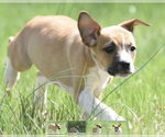 Small #6 Australian Shepherd-Chihuahua Mix
