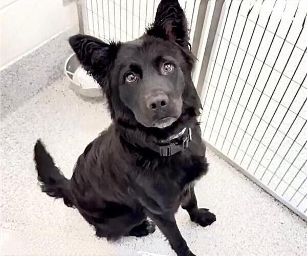 Medium Photo #2 Labrador Retriever-Unknown Mix Puppy For Sale in Houston, TX, USA