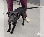 Small #3 Labrador Retriever Mix