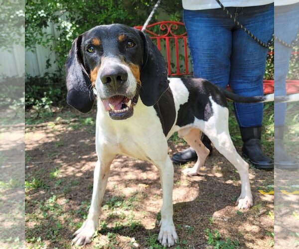 Medium Photo #2 Coonhound-Unknown Mix Puppy For Sale in Anniston, AL, USA