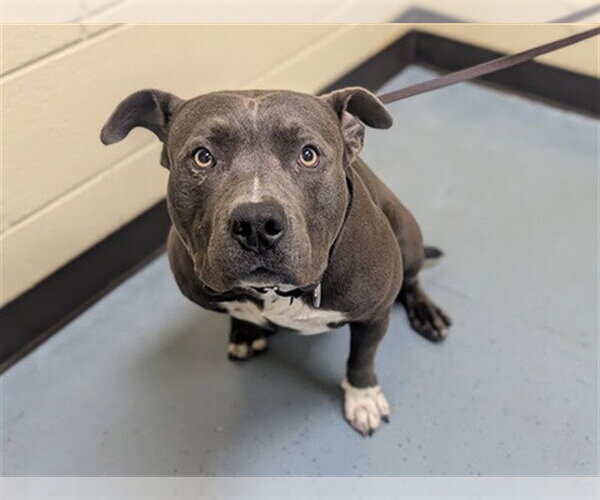 Medium Photo #1 American Pit Bull Terrier Puppy For Sale in Denver, CO, USA