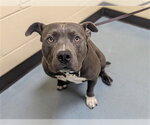 CHUNK - Male American Pit Bull Terrier Dog for Adoption - Small photo