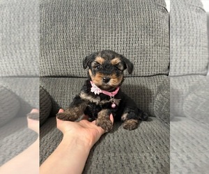 YorkiePoo Puppy for sale in JEFFERSONVILLE, IN, USA