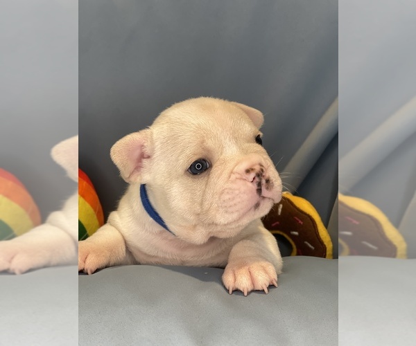 Medium Photo #7 Faux Frenchbo Bulldog Puppy For Sale in HOODSPORT, WA, USA