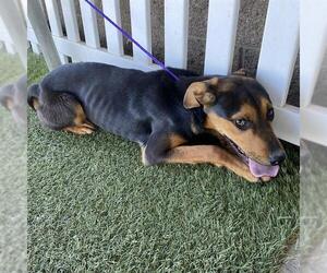 Black and Tan Coonhound-Unknown Mix Dogs for adoption in Modesto, CA, USA