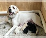 Small Photo #1 Labrador Retriever Puppy For Sale in MIAMI, FL, USA