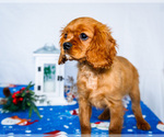 Small #2 Cavalier King Charles Spaniel