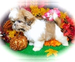 Small Photo #3 Shih Tzu Puppy For Sale in HAMMOND, IN, USA